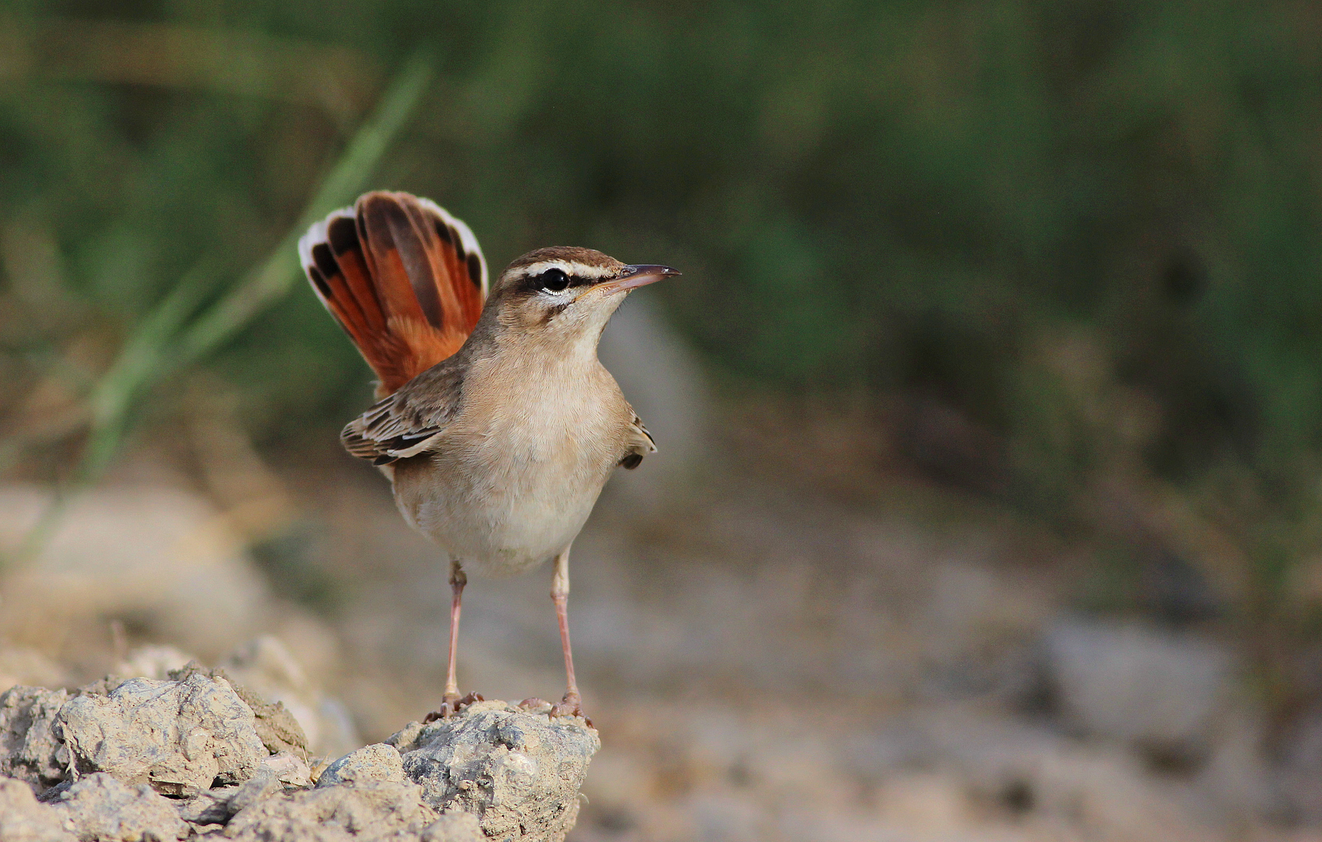 Rufous-tailed Scrub-Robin